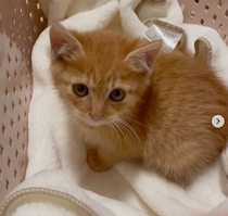 瀕死の状態で用水路に落ちていたところを保護された子猫→4カ月後、やんちゃに成長した姿がかわいすぎる！