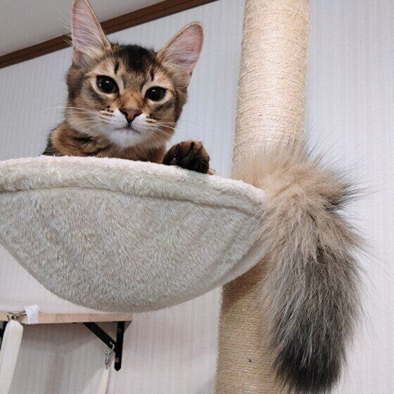 まったりするソマリ