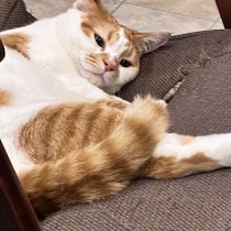 【調査】名前を呼ぶとしっぽで返事をする猫　動きから読み取れる心理は？｜獣医師解説