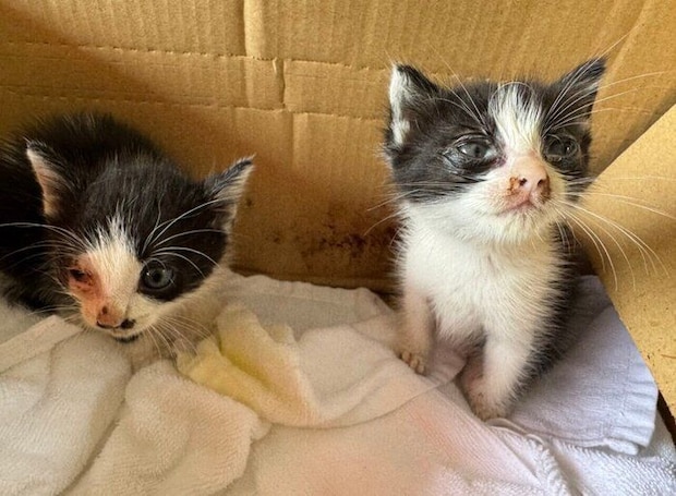 保護当日の2匹の猫