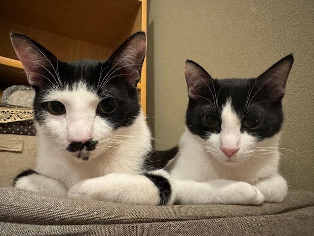 生後8カ月の2匹の猫