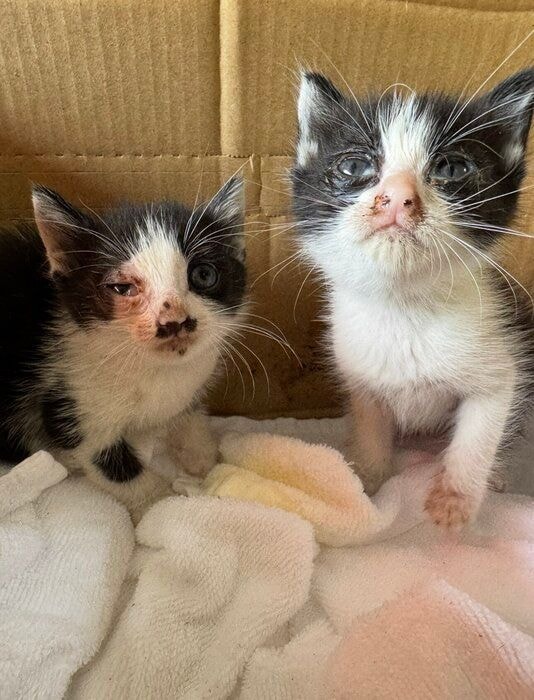 生後約1カ月の2匹の猫