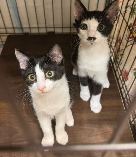 生後4カ月の2匹の猫