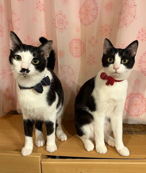 飼い主さんを見る2匹の猫