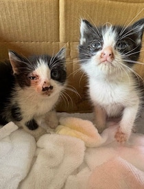 2匹の野良の子猫を保護→約7カ月後、元気に成長している姿にグッとくる！　今では「なくてはならない存在」に