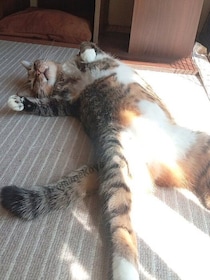 「とても寂しそうな顔をしていた」元保護猫と家族に→2年後、気持ちよさそうに日向ぼっこをする姿にほっこり！