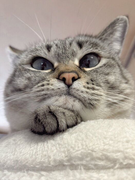 前足の上にアゴを乗せる猫