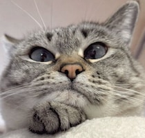 前足の上にアゴを乗せる猫　可愛すぎる「フニッてしてるお口」の写真が約1.2万の“いいね”で大反響！