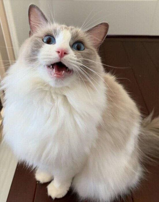 飼い主に向かって鳴くラグドール