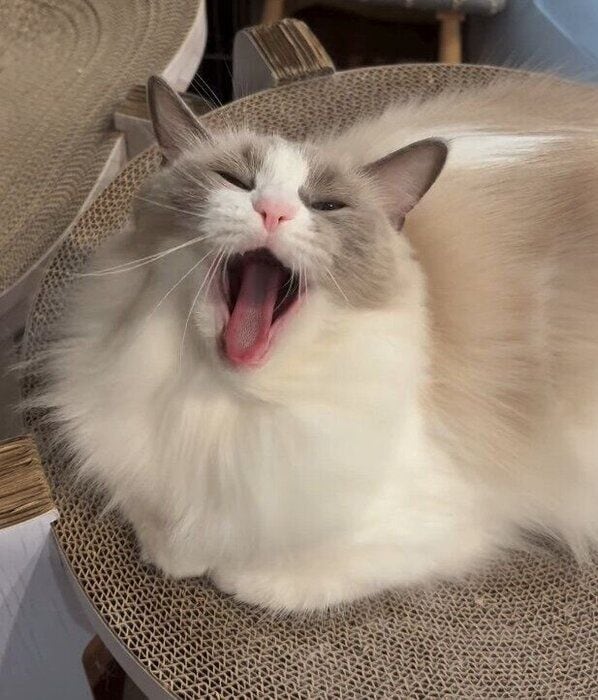 あくびをするラグドール