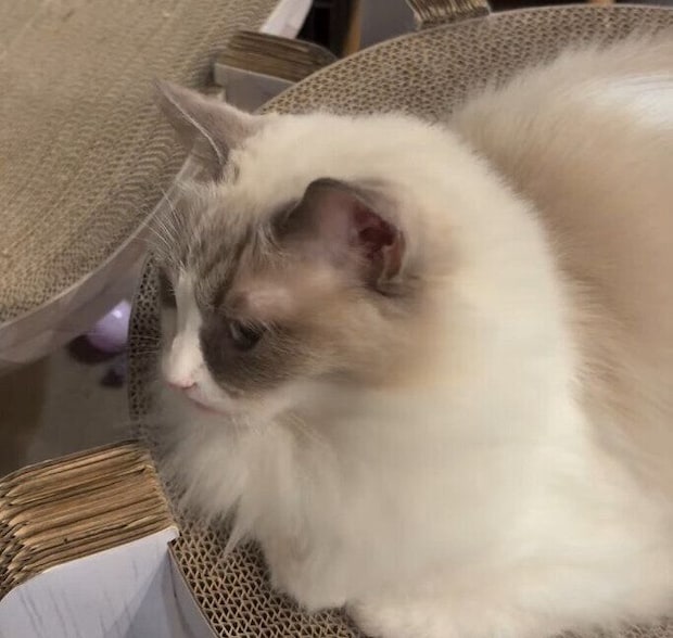 飼い主をチラッと見るラグドール