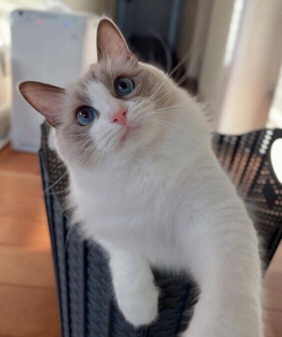 カゴの中から前足を伸ばすラグドール