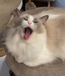 あくびでごまかしている？　ブラッシングの手を止めたときの可愛すぎる猫の反応に約9万“いいね”