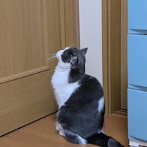 【調査】飼い主のトイレやお風呂についてくる猫は約9割！　追ってくる心理とは｜獣医師解説