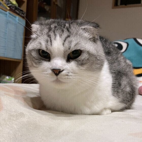 わさび  スコティッシュフォールド香箱座り