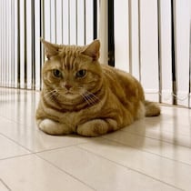 猫が前足をしまう理由は？香箱座りの心理と注意したい変化を獣医師が解説