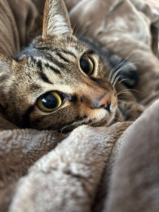 くつろいでいる猫