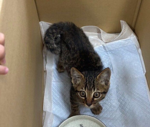 生後約2カ月の子猫