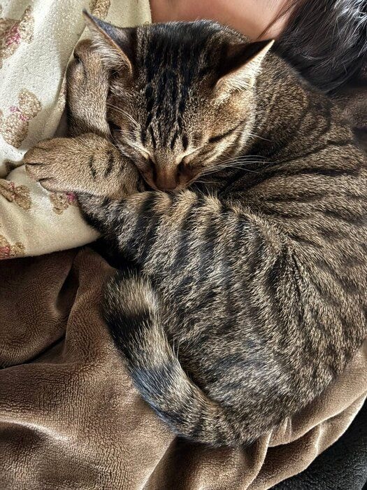 寄り添って眠る猫