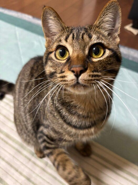 飼い主を見つめる猫