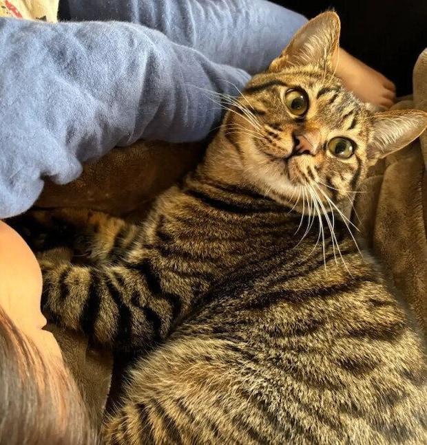 飼い主の家族に甘える猫