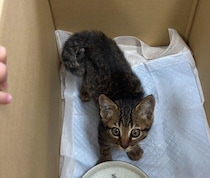 甘えん坊な保護子猫をお迎え→自然と「家族の一員」になり、生後約9カ月の現在は「いないといけない当たり前の大切な存在」に！