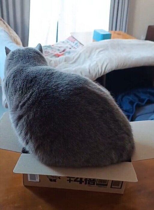 箱に入ろうとしているブリティッシュショートヘア