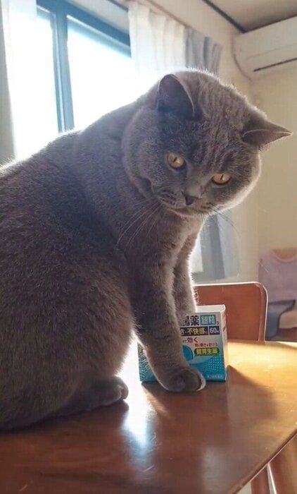 小さな箱に入ろうとするブリティッシュショートヘア