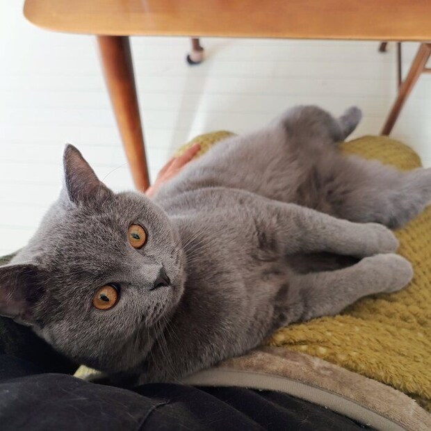 飼い主に甘えるブリティッシュショートヘア