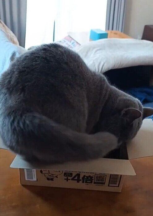 体の向きを変えるブリティッシュショートヘア