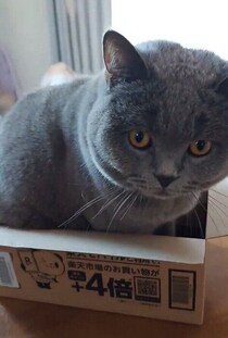 狭い箱ほど入りたい？　なんとしても体より小さな箱に収まろうとする猫の姿にほっこり！