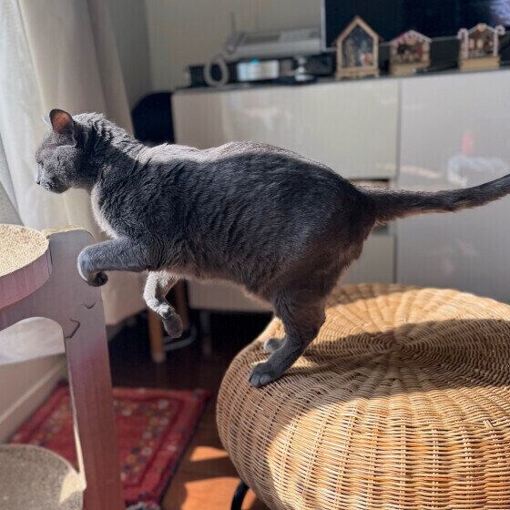 ロシアンブルーのチェダーくん