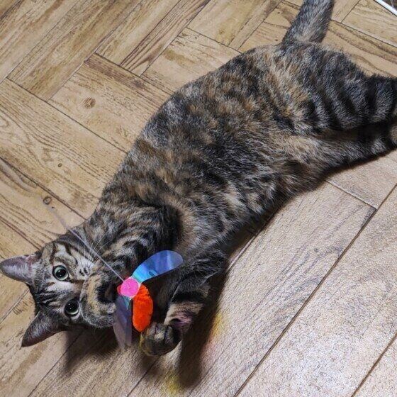 MIXキジトラのモカちゃん