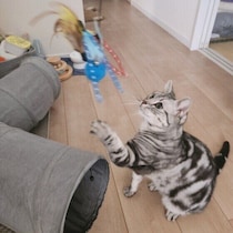 「15分の遊び」で猫の“深夜の運動会”が激減⁉　獣医師アドバイスと飼い主さん体験談