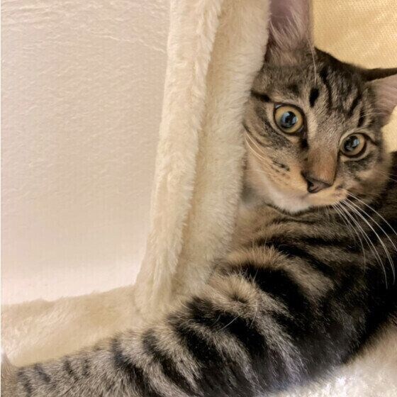 MIXキジトラのチミィくん