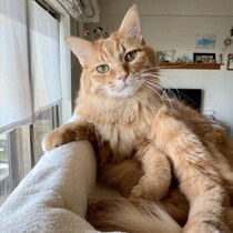 愛猫がそっけない？猫から“塩対応”するときの心理とは|体験談＆獣医師解説