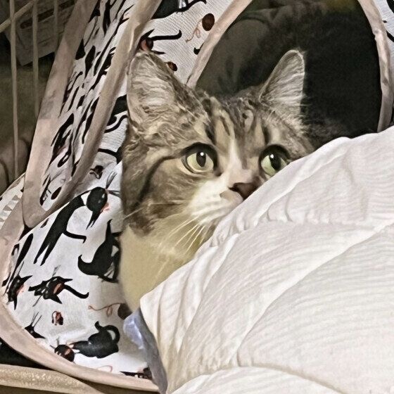 キラキラ視線で訴える