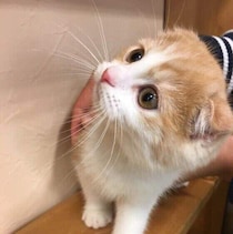 目が合うと鳴くのはなぜ？飼い主さんに何かを伝えたいサインかも