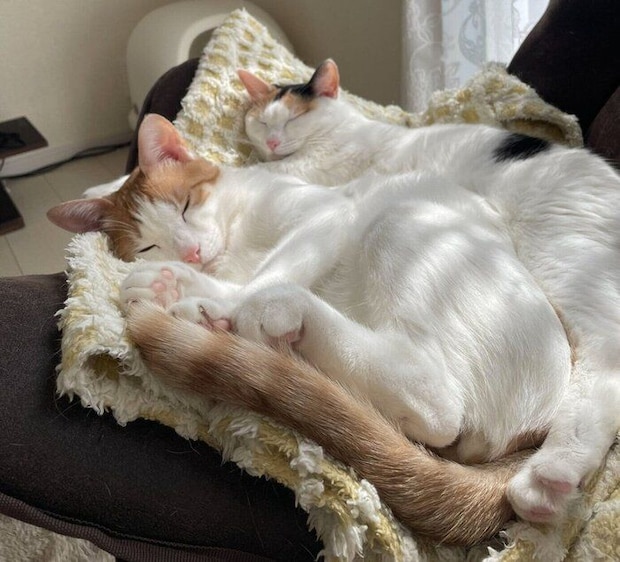 仲良く眠る2匹