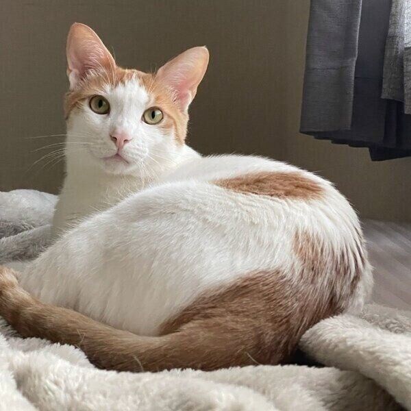 カメラ目線の決め顔のはちくん