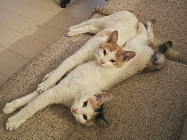 ソファでまったりするはちくんとこまちゃん