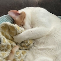 工場で生まれた野良の子猫→たっぷり甘やかされ、2才の今も“赤ちゃん寝”がかわいすぎる！