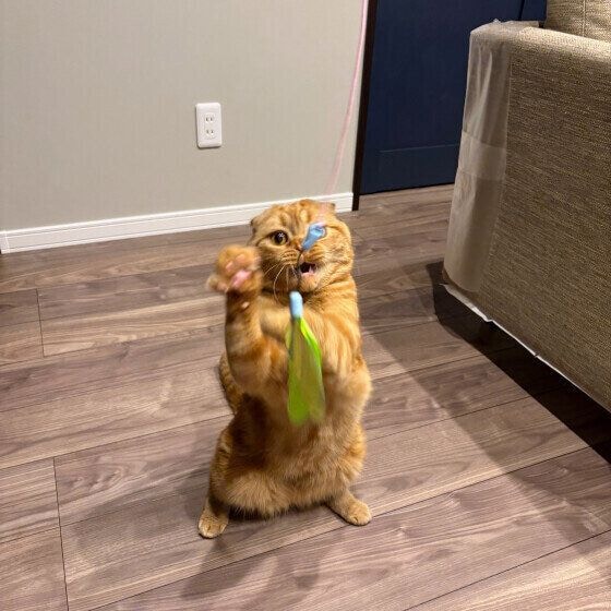 スコティッシュフォールドの天くん