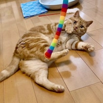 「壁紙をはがす」「人を引っかく」猫の困りごとには“遊び”が効く！