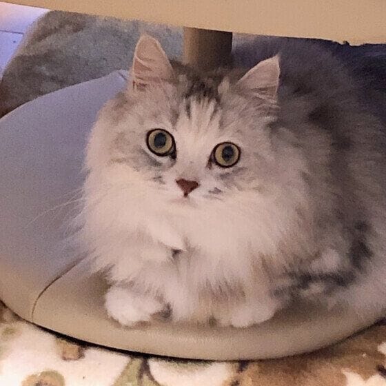 オットマンの下が好きミヌエット 