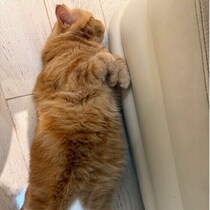 気づいてあげて！猫のストレスサイン　原因と対処法も獣医師が解説