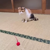 プレゼントにドハマりした猫！　追いかけて飛び回る姿がかわいい