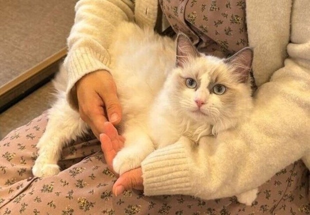 膝の上でくつろぐラグドール