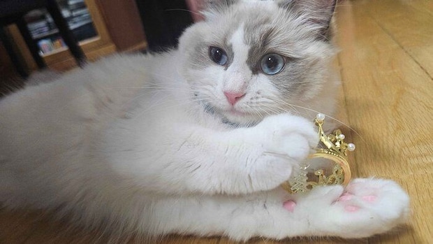 王冠を持つラグドール