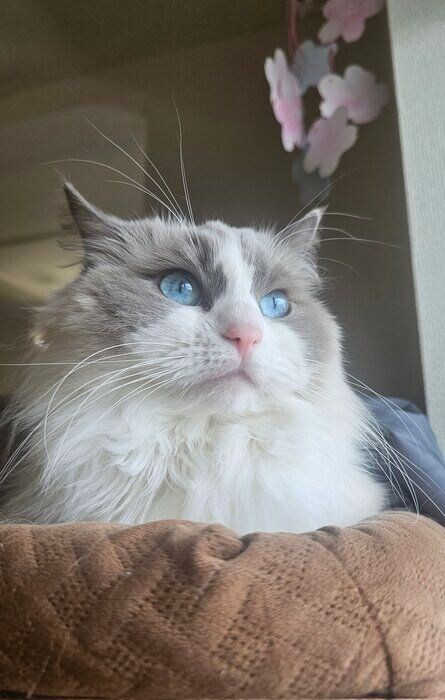 外を見るラグドール